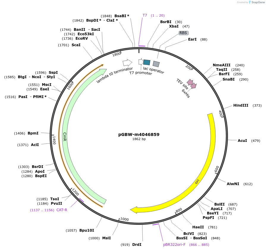 145626-plasmid-map-sequence-id-292496