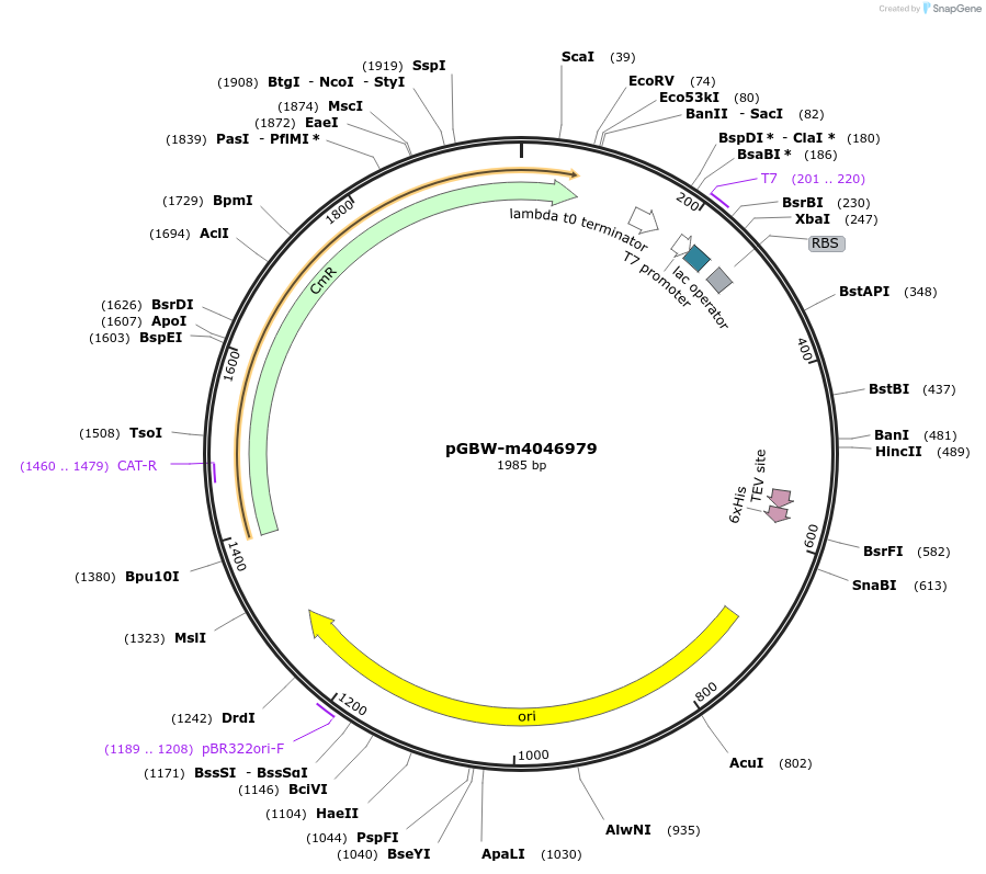 145611-plasmid-map-sequence-id-292502