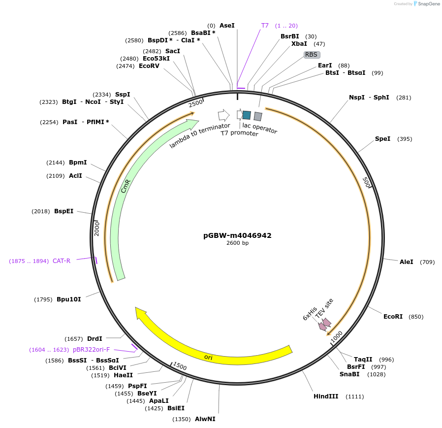 145757-plasmid-map-sequence-id-292503