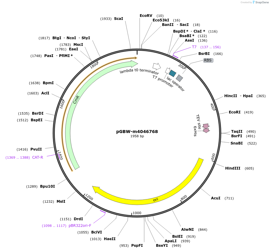 145763-plasmid-map-sequence-id-292506