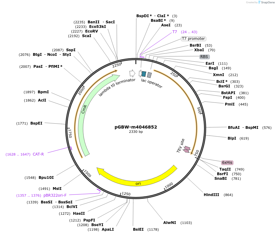 145584-plasmid-map-sequence-id-292508