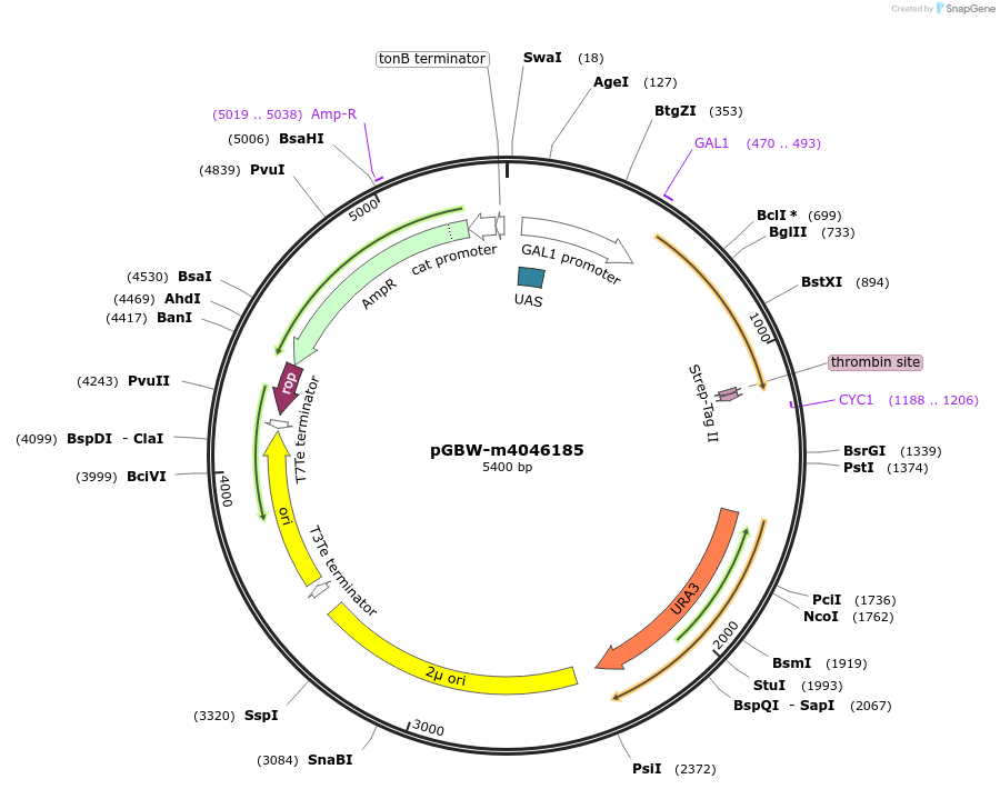 145508-plasmid-map-sequence-id-292509