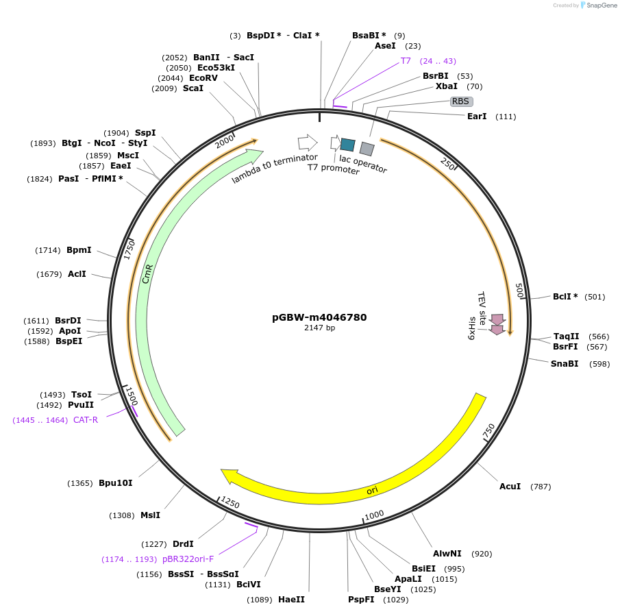145736-plasmid-map-sequence-id-292510