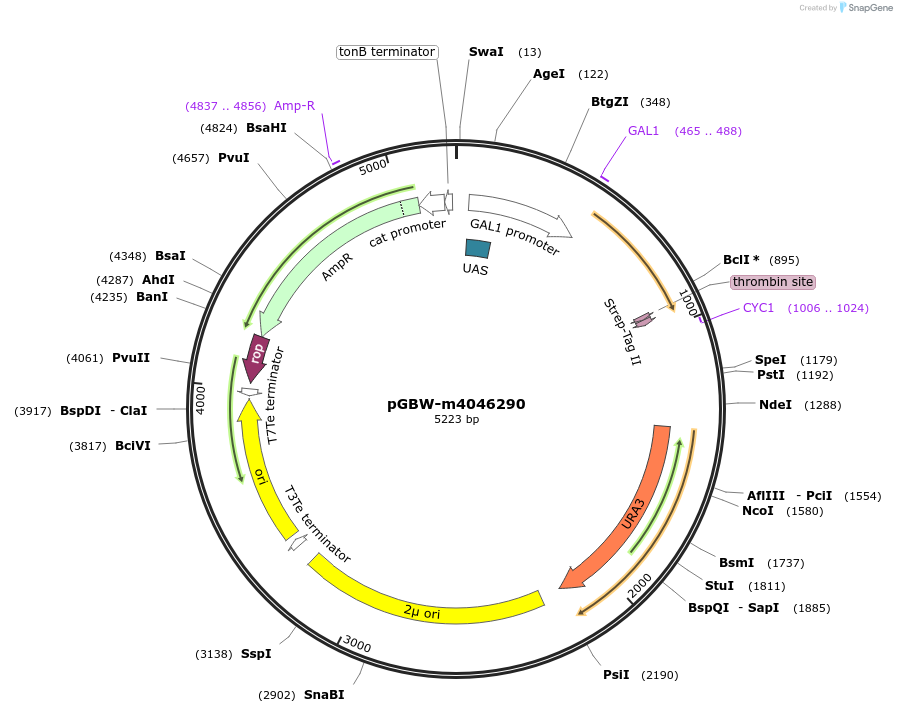 145522-plasmid-map-sequence-id-292511