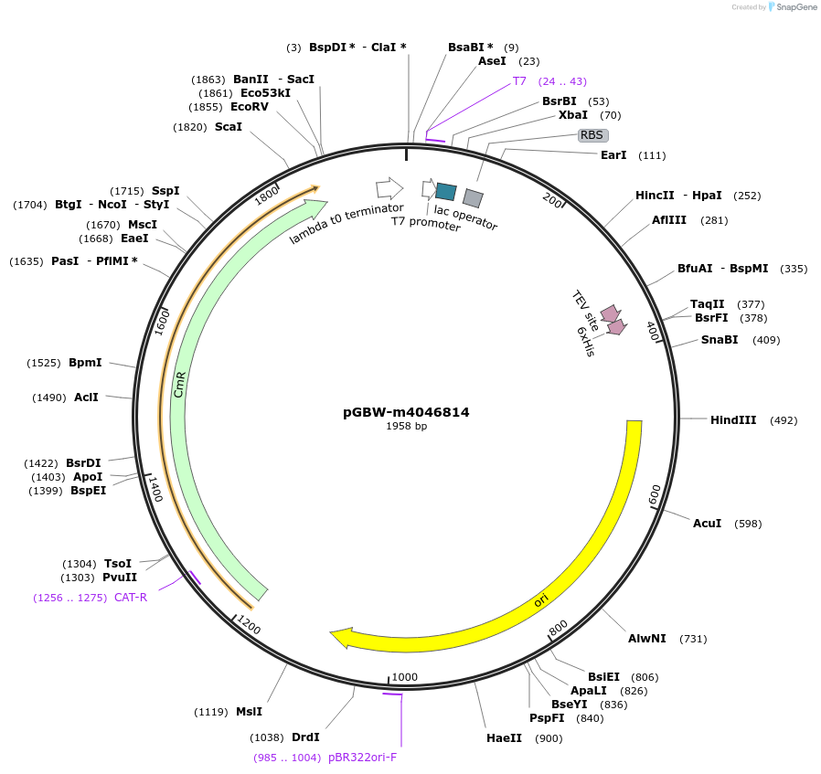 145601-plasmid-map-sequence-id-292512