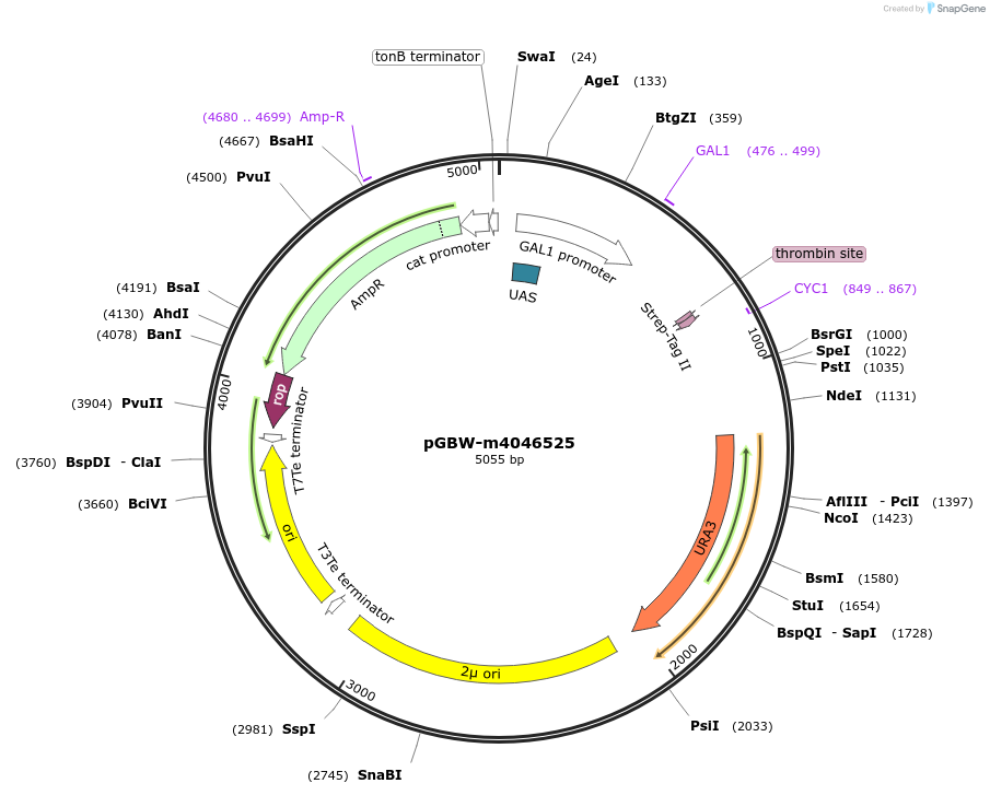 145523-plasmid-map-sequence-id-292513