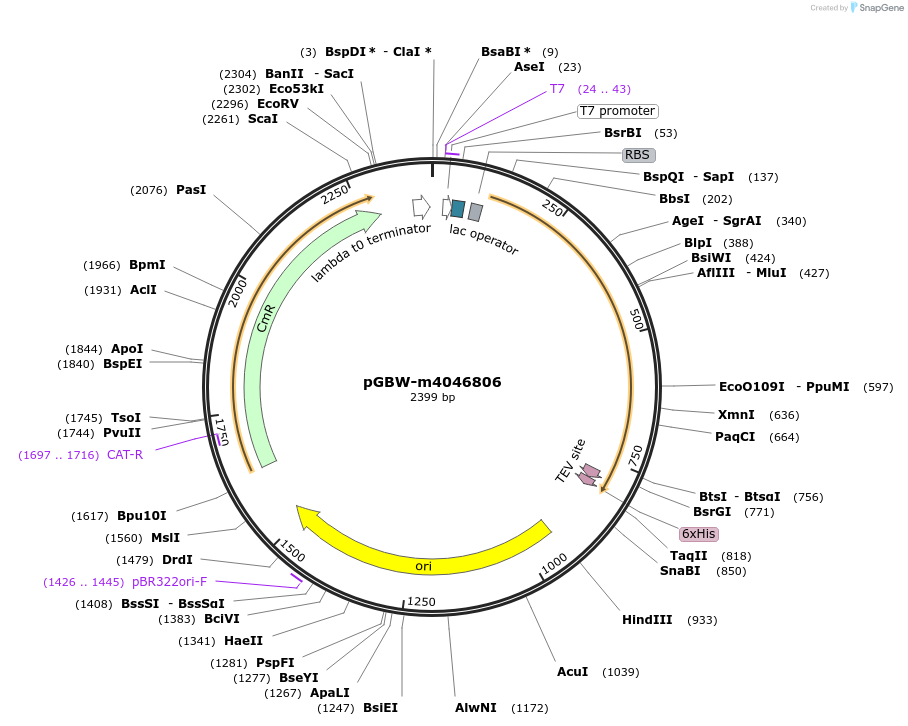 145746-plasmid-map-sequence-id-292514