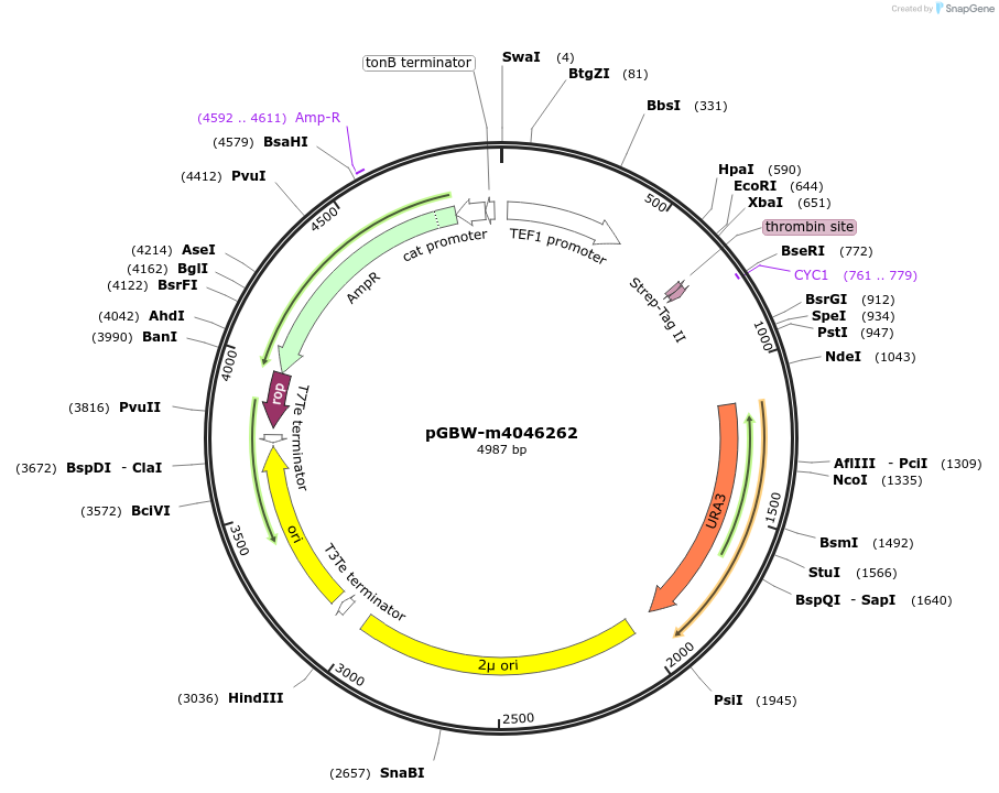 145524-plasmid-map-sequence-id-292515