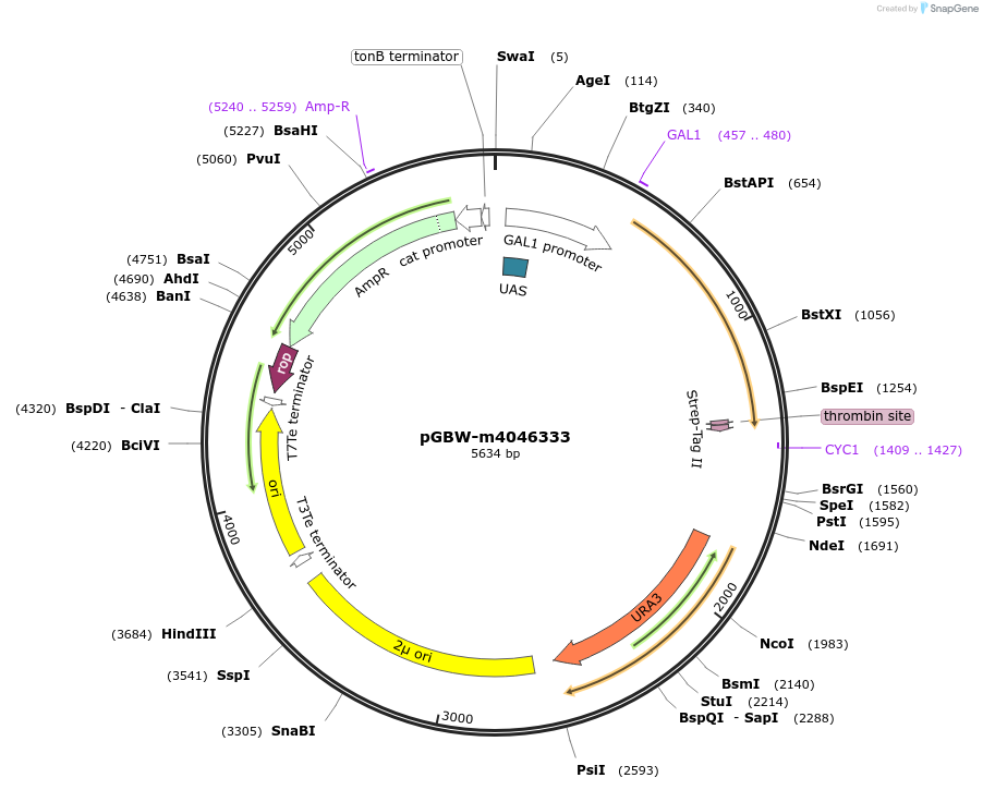 145544-plasmid-map-sequence-id-292517