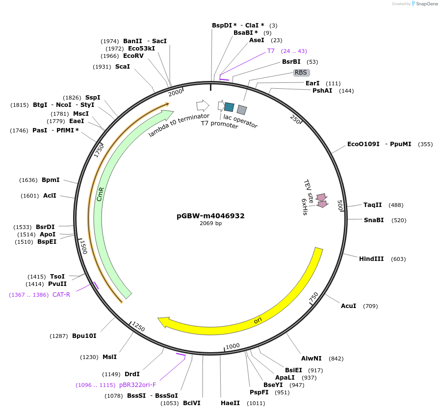 145750-plasmid-map-sequence-id-292519