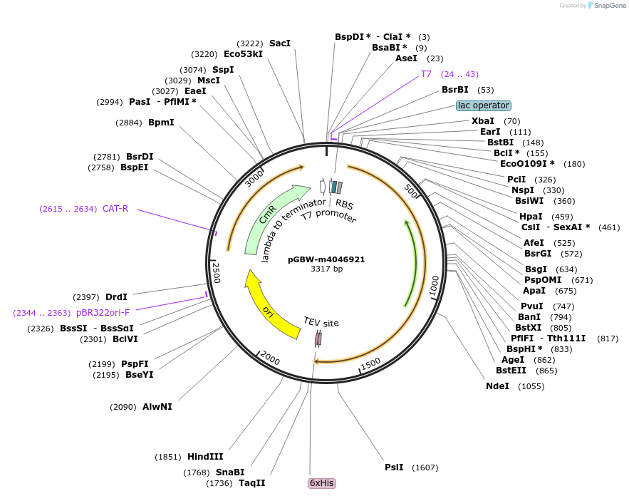 145755-plasmid-map-sequence-id-292520