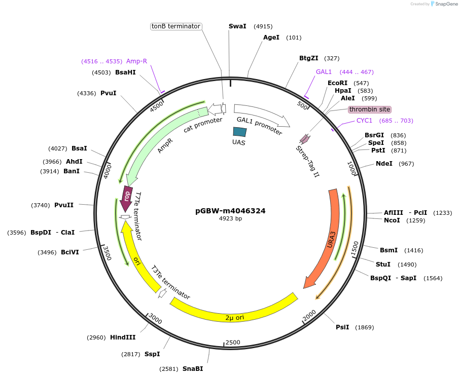 145549-plasmid-map-sequence-id-292522