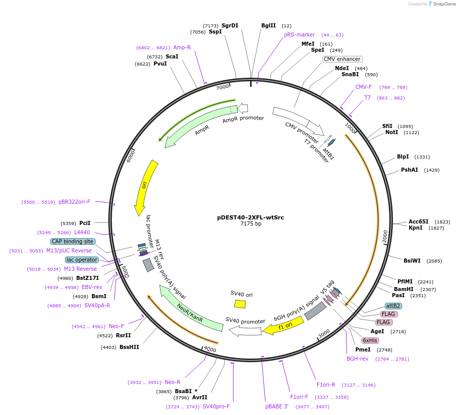 140295-plasmid-map-sequence-id-292523