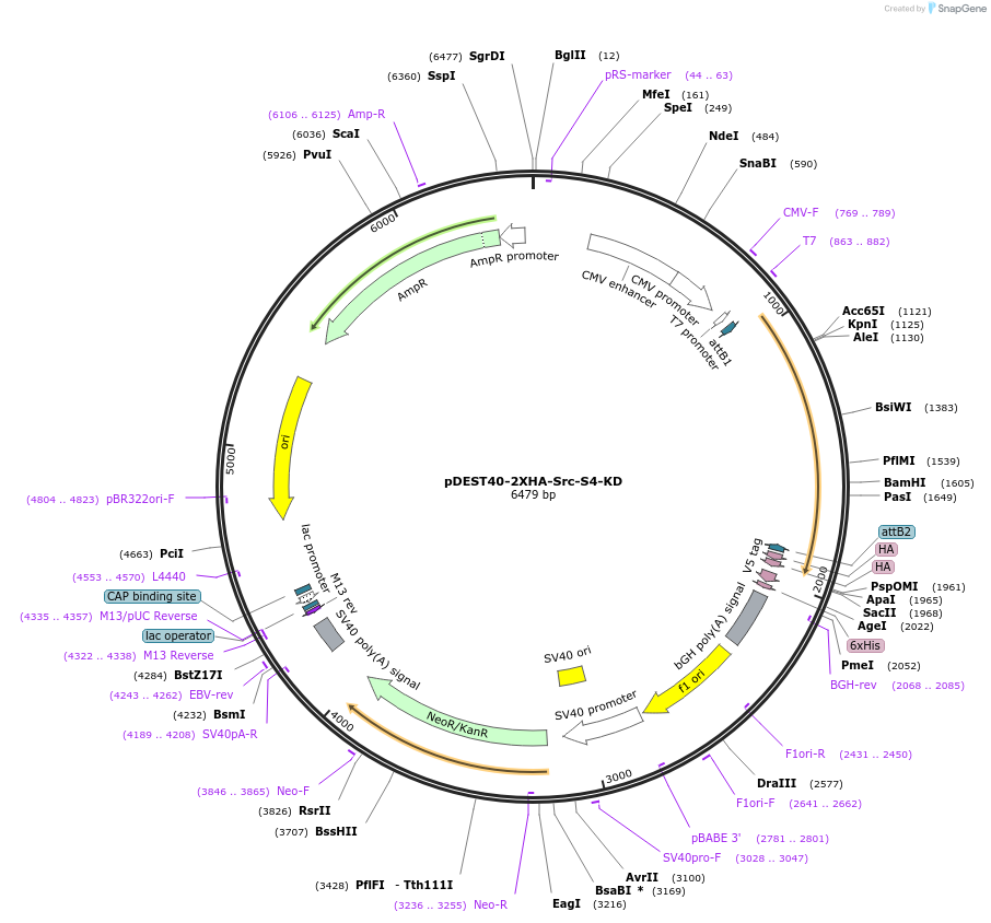 140296-plasmid-map-sequence-id-292525