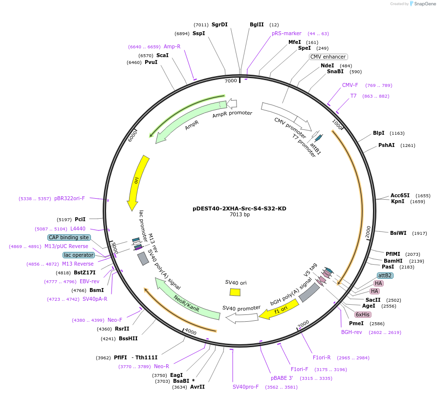 140298-plasmid-map-sequence-id-292526