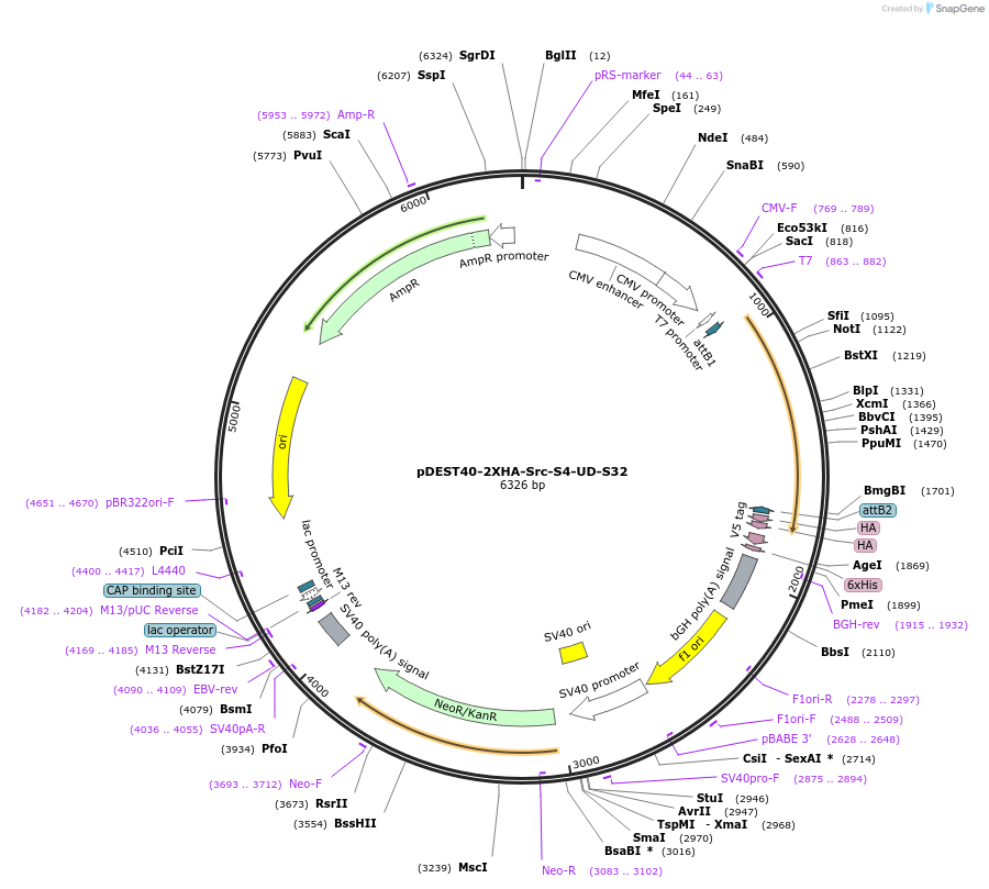 140302-plasmid-map-sequence-id-292527