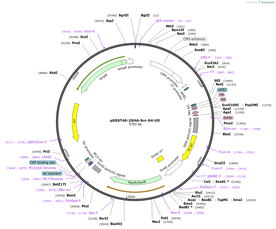 140304-plasmid-map-sequence-id-292528