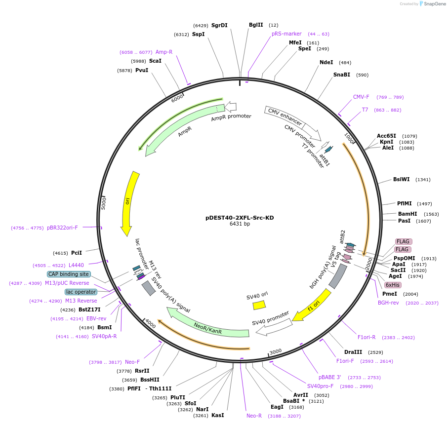 140313-plasmid-map-sequence-id-292529