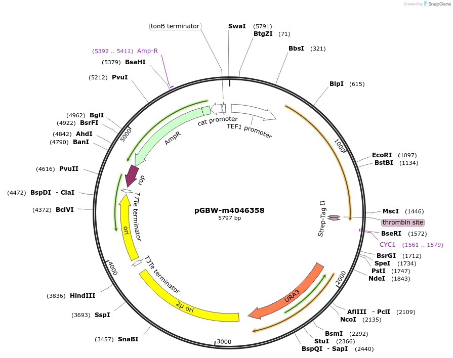 145396-plasmid-map-sequence-id-292538