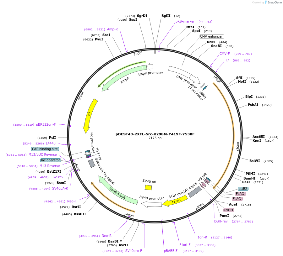 140321-plasmid-map-sequence-id-292539