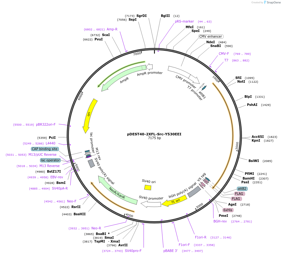 140323-plasmid-map-sequence-id-292540