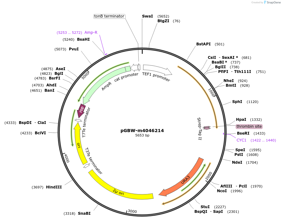 145399-plasmid-map-sequence-id-292546