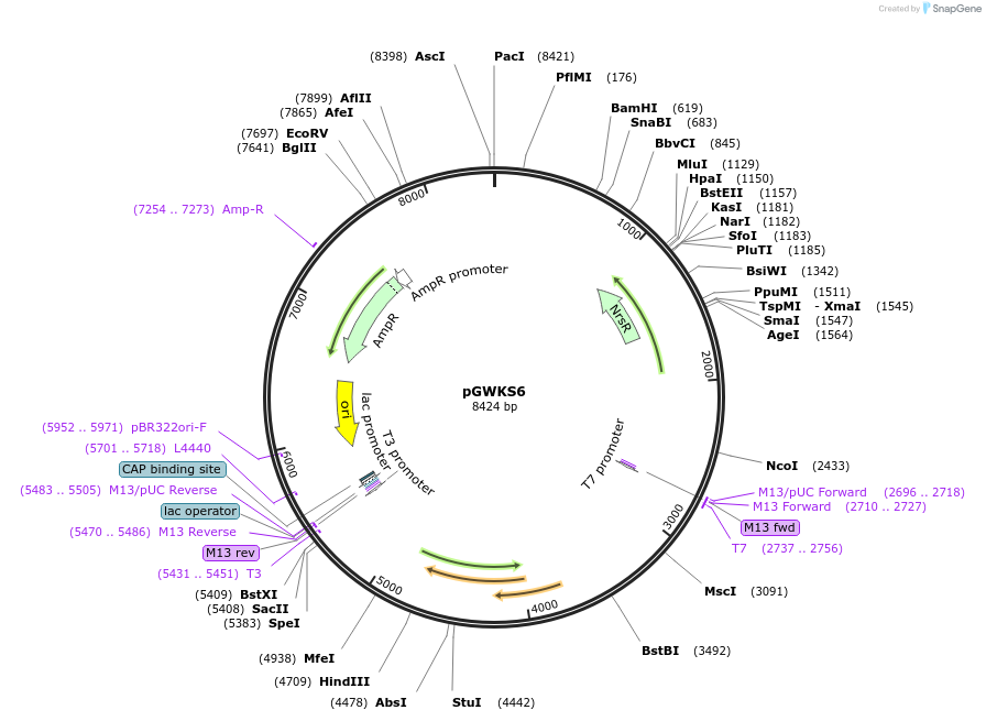 139413-plasmid-map-sequence-id-292547