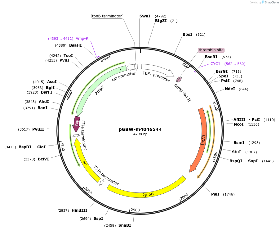 145408-plasmid-map-sequence-id-292548
