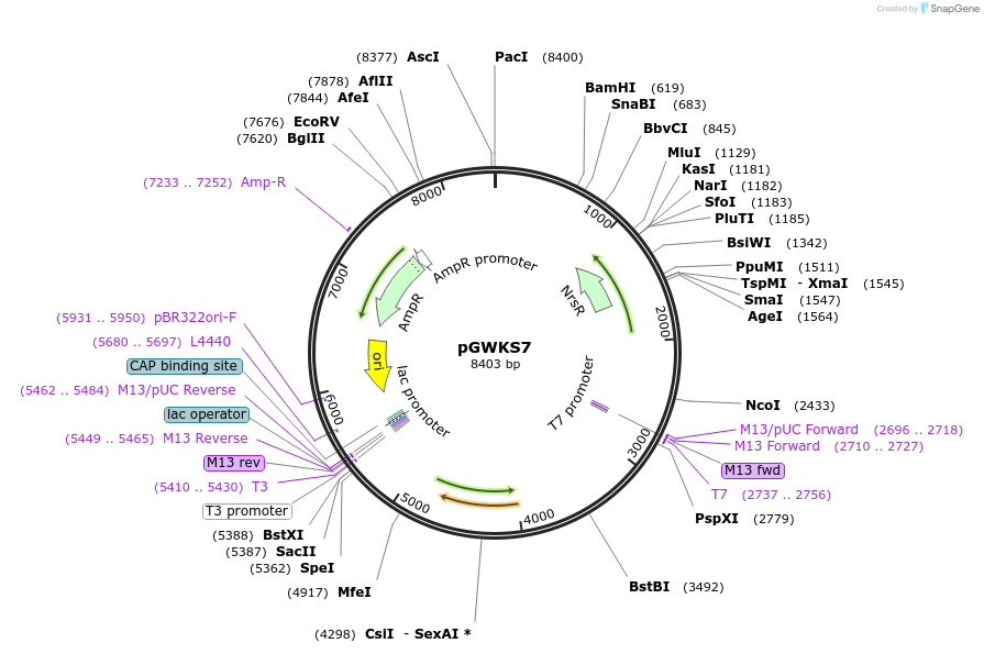 139414-plasmid-map-sequence-id-292549