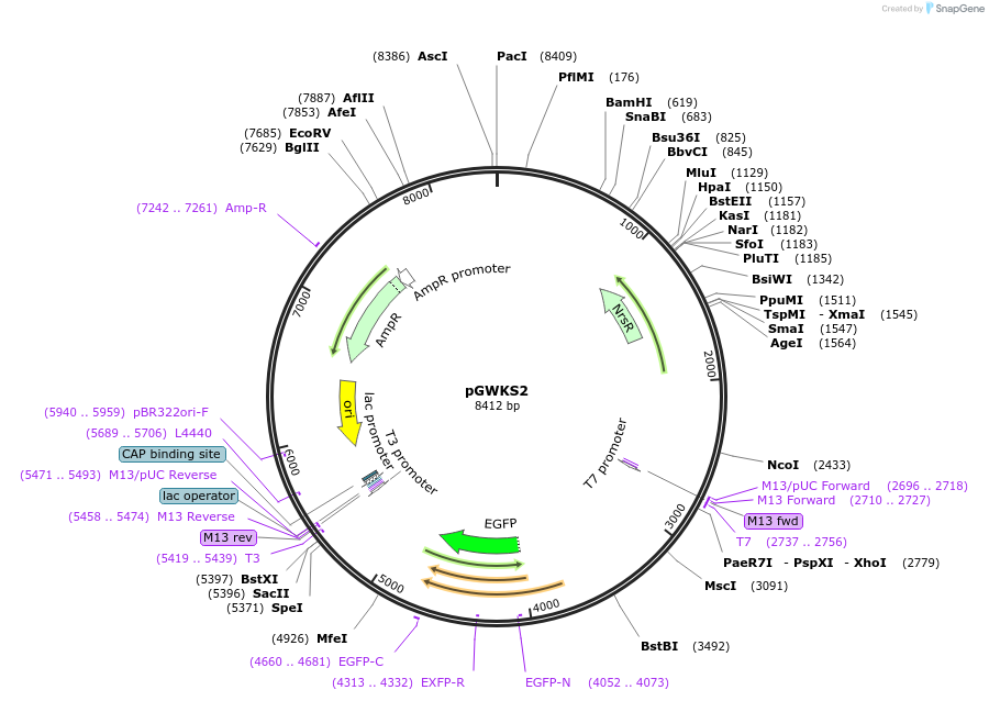 139410-plasmid-map-sequence-id-292550