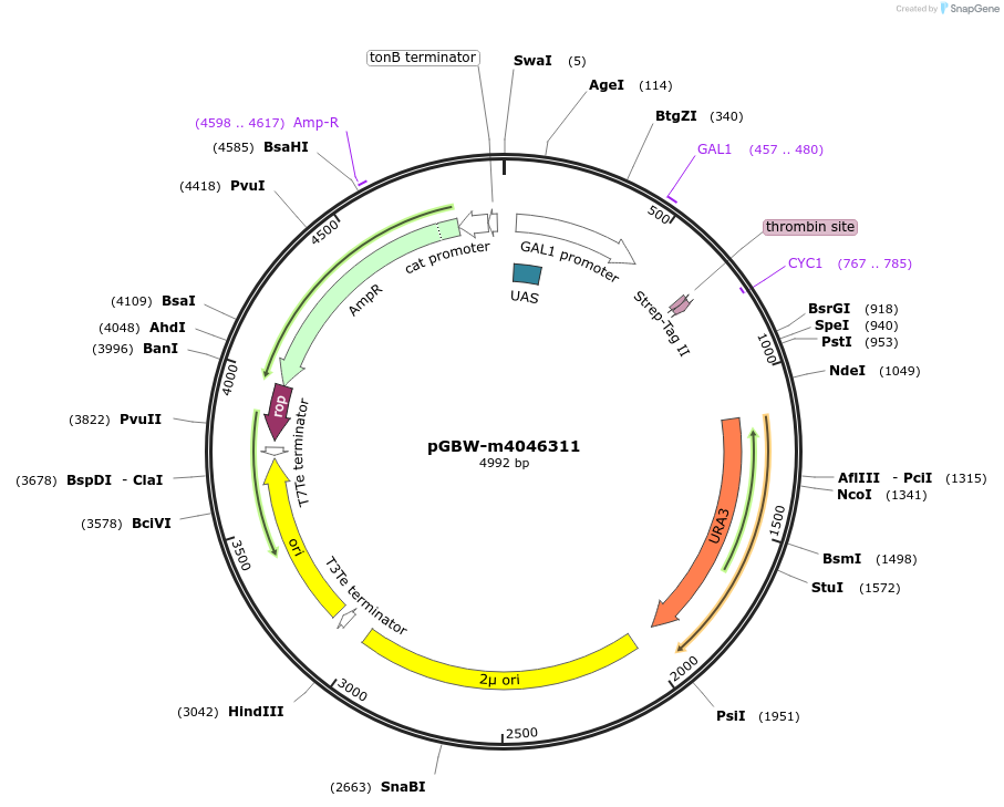 145425-plasmid-map-sequence-id-292551