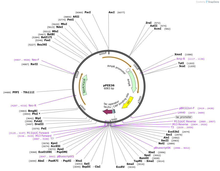 128376-plasmid-map-sequence-id-292552