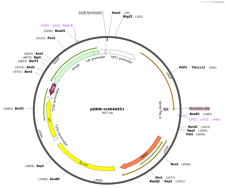 145434-plasmid-map-sequence-id-292553