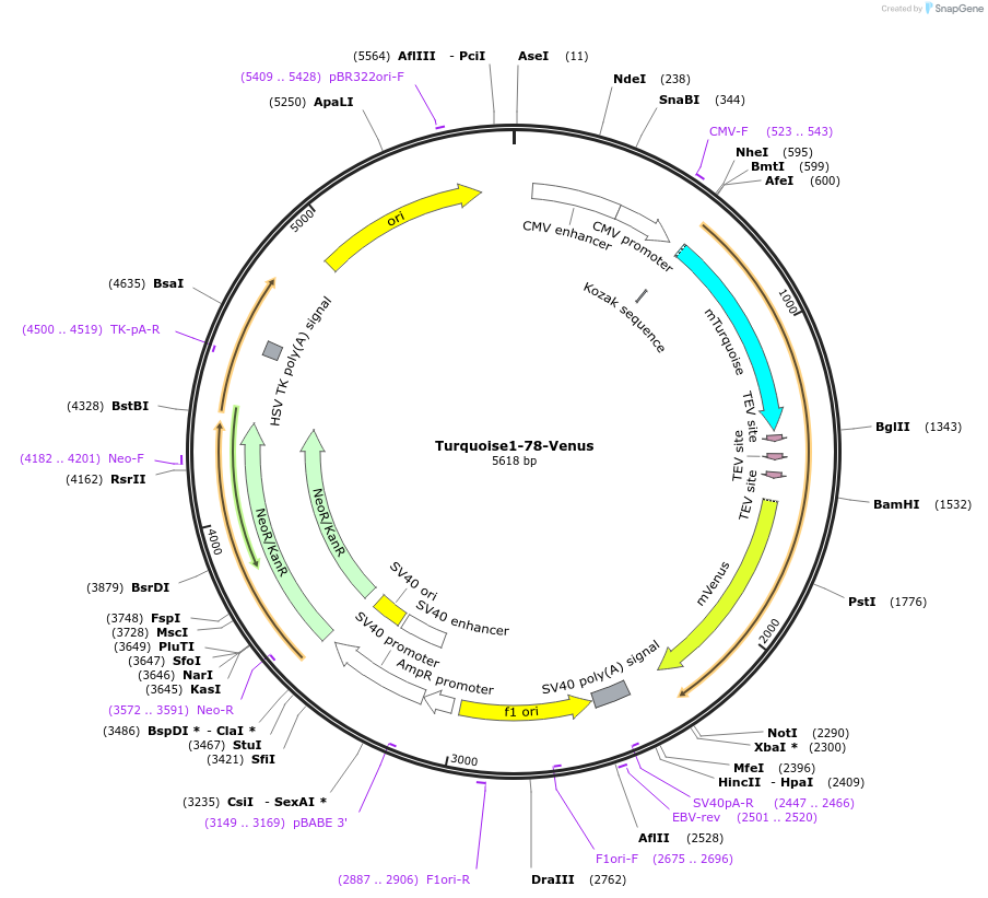 139372-plasmid-map-sequence-id-292558