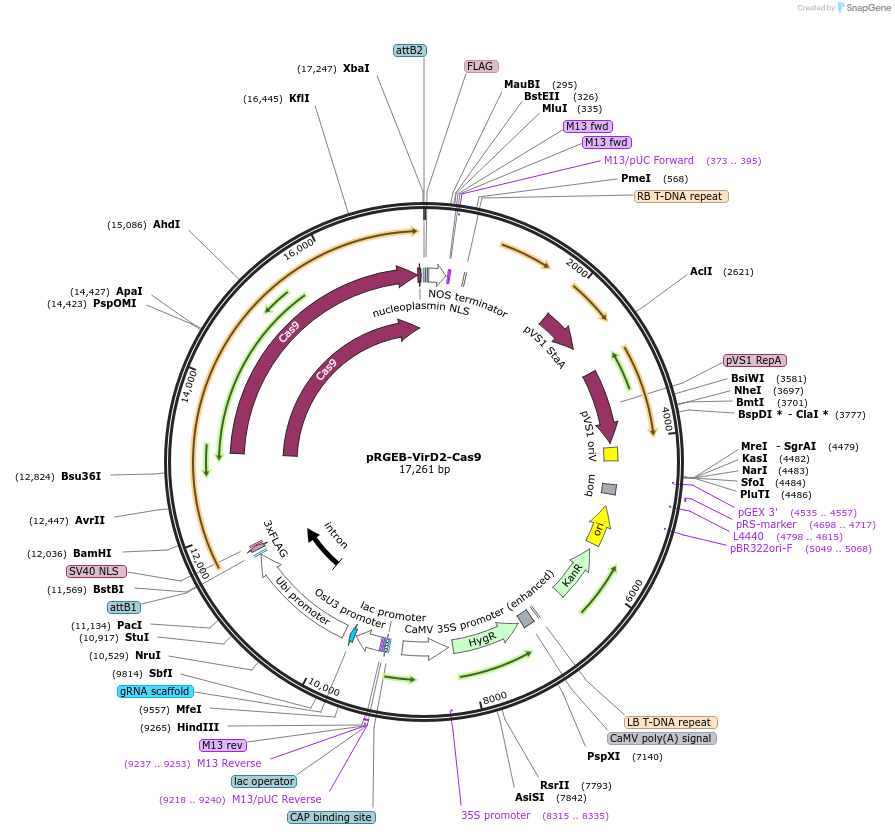 139803-plasmid-map-sequence-id-292562