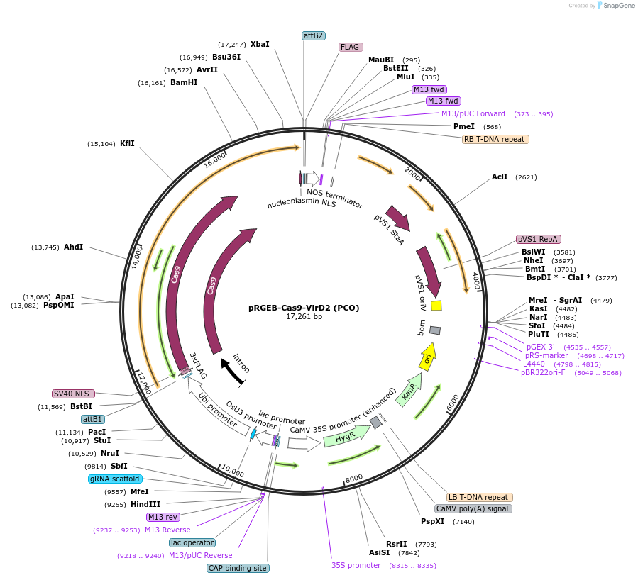 139802-plasmid-map-sequence-id-292563