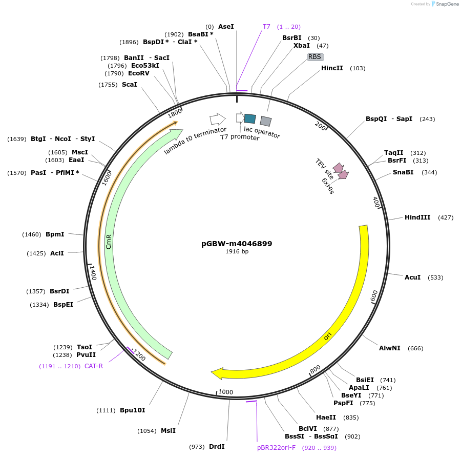 145608-plasmid-map-sequence-id-292566
