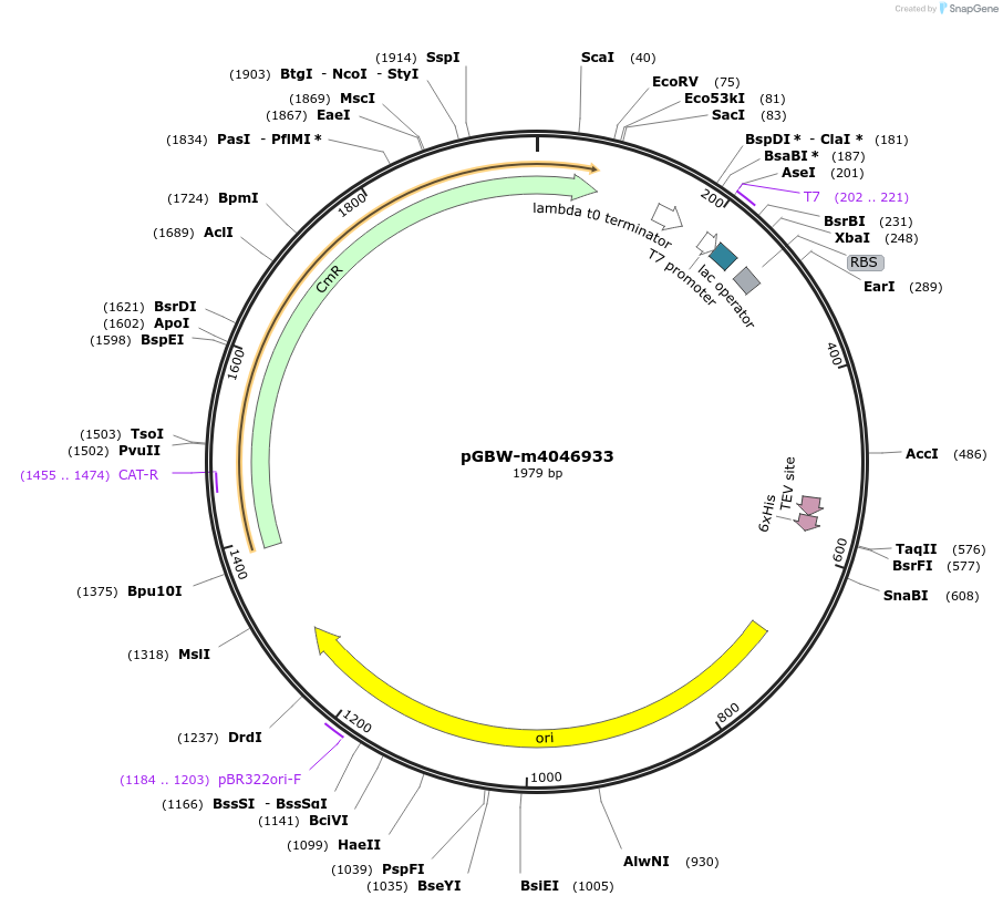 145592-plasmid-map-sequence-id-292573