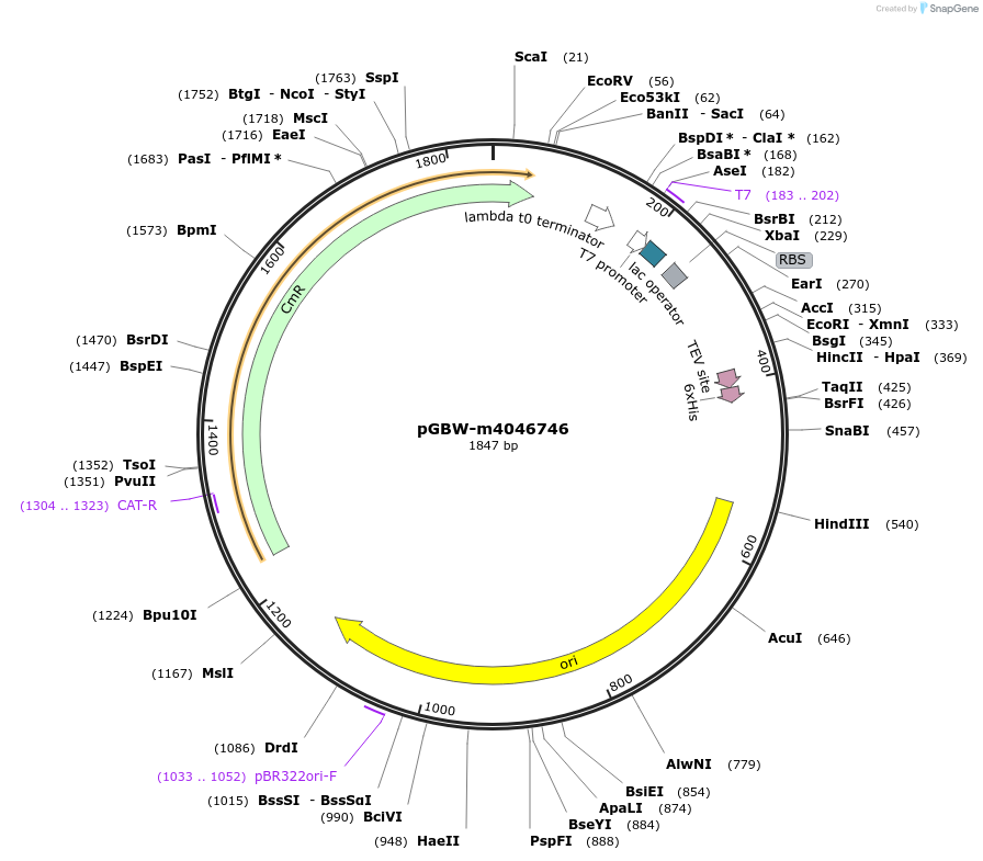 145641-plasmid-map-sequence-id-292574