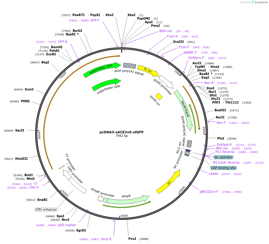 145176-plasmid-map-sequence-id-292575