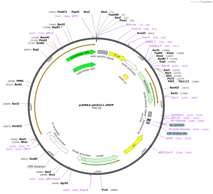 145172-plasmid-map-sequence-id-292576