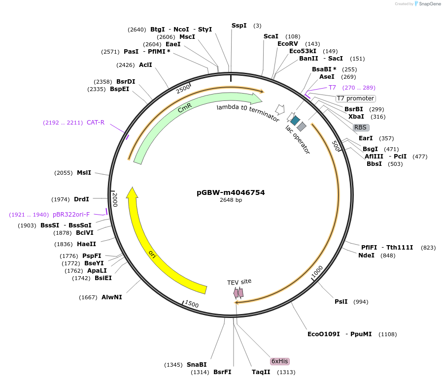 145647-plasmid-map-sequence-id-292580