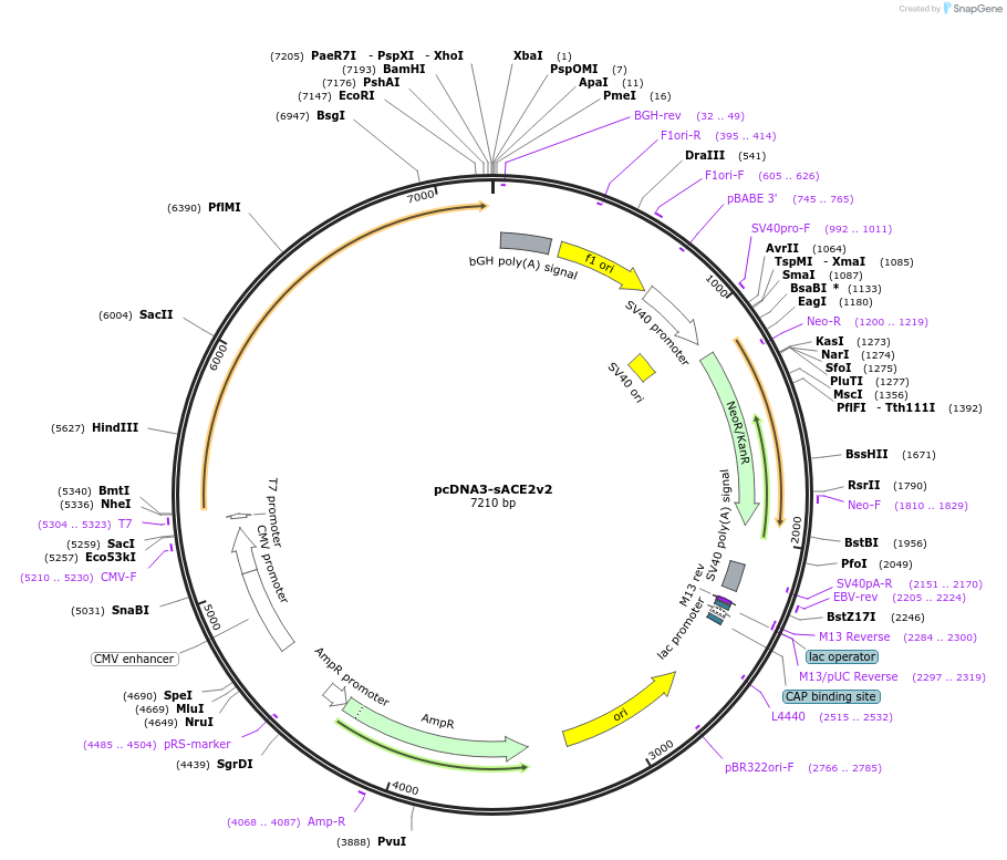 145149-plasmid-map-sequence-id-292581