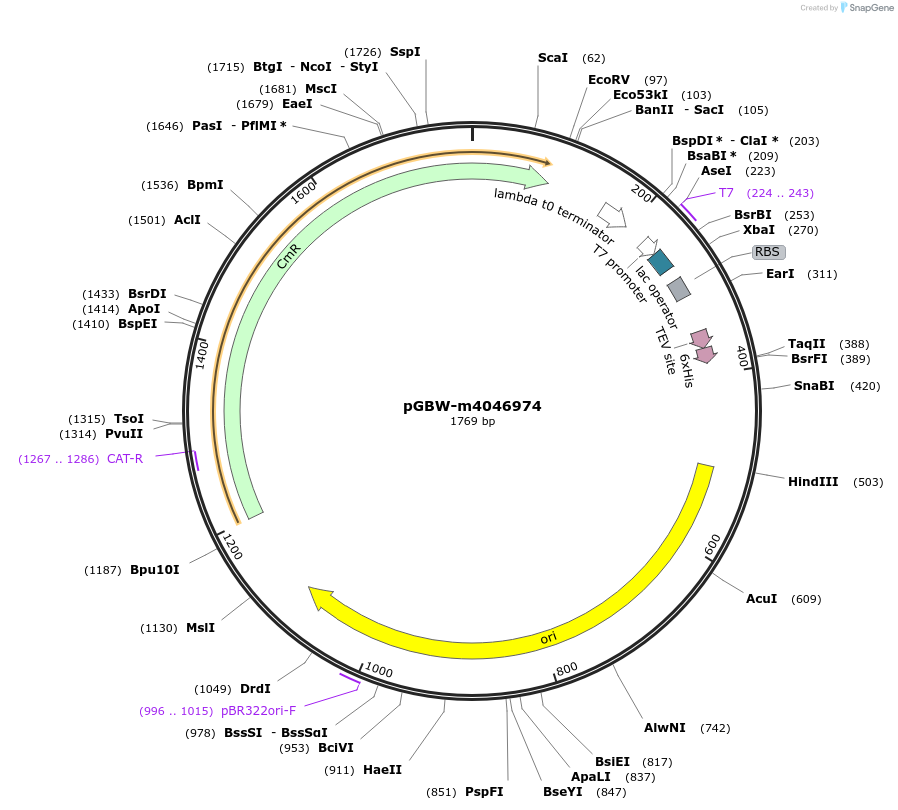 145593-plasmid-map-sequence-id-292582