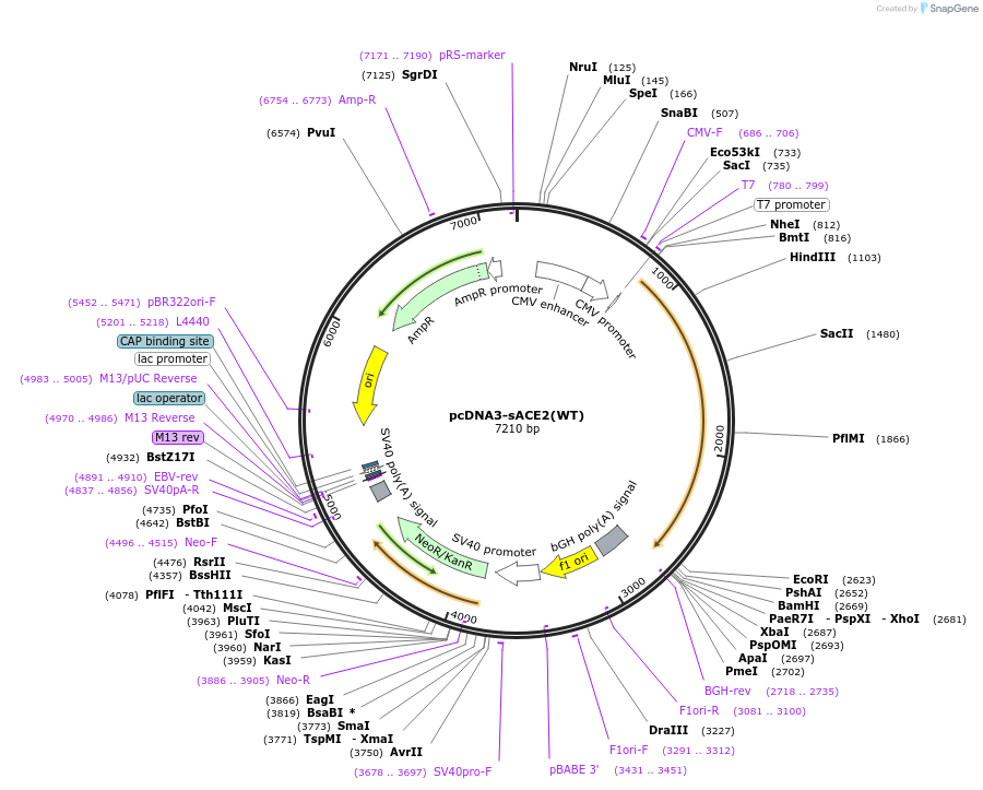 145147-plasmid-map-sequence-id-292583