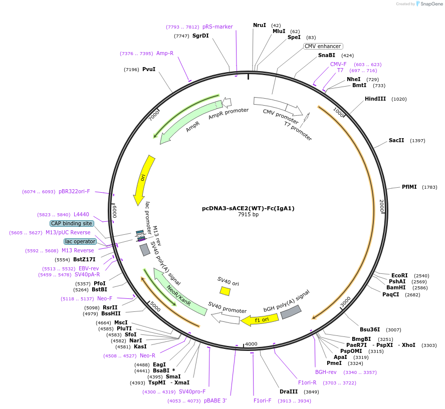 145154-plasmid-map-sequence-id-292592