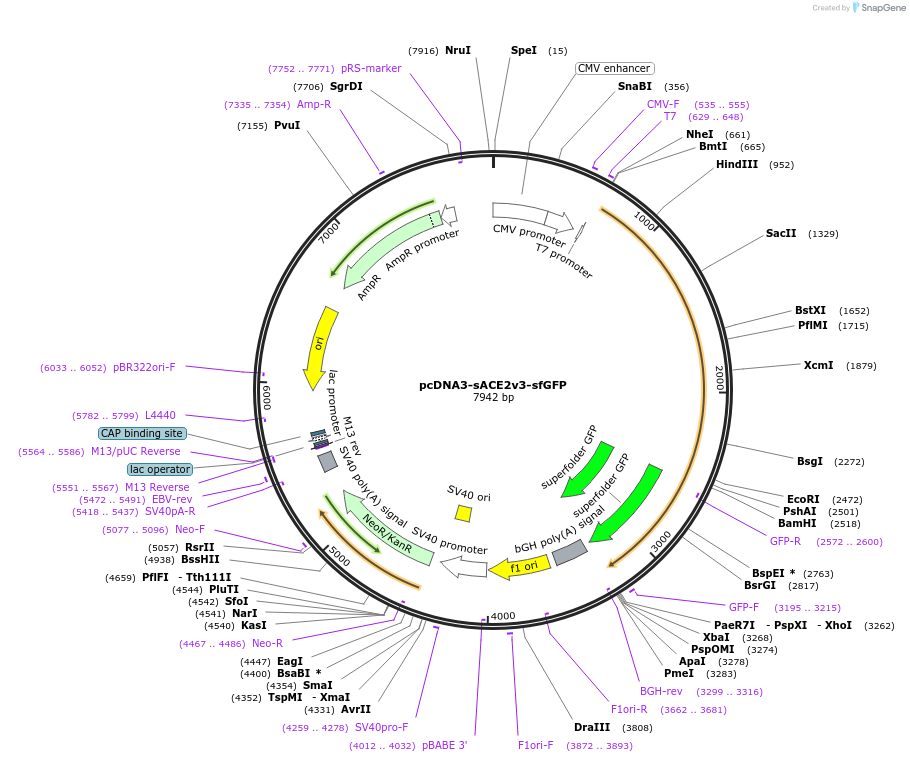 145174-plasmid-map-sequence-id-292600