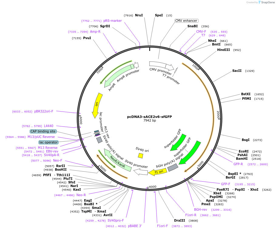 145177-plasmid-map-sequence-id-292606