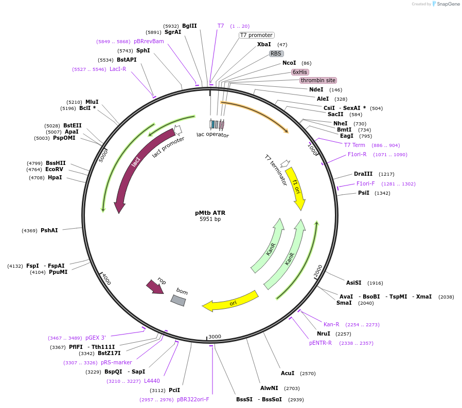 138297-plasmid-map-sequence-id-292609