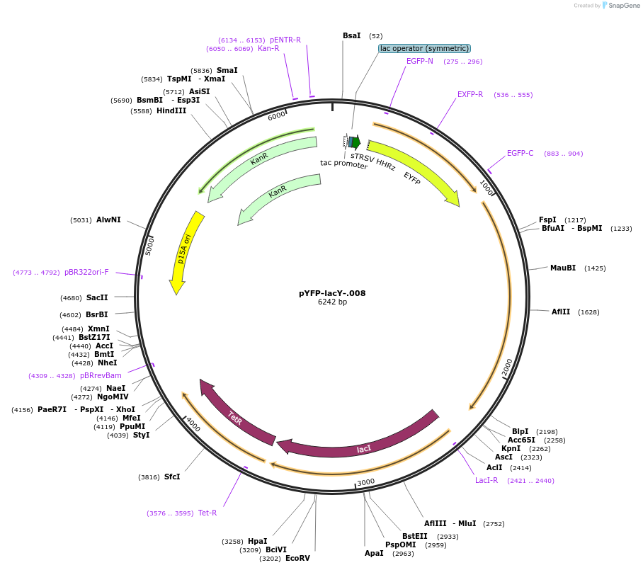140140-plasmid-map-sequence-id-292612